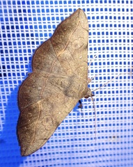 Anticarsia rubricans