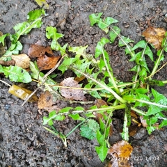 Taraxacum officinale