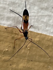 Hiranetis