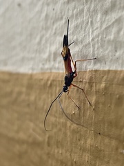 Hiranetis