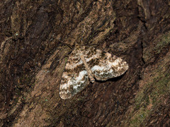 Pseudocoremia lactiflua