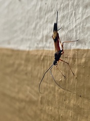 Hiranetis