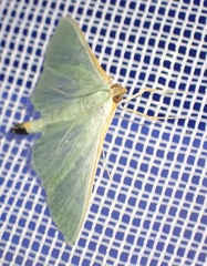 Stemorrhages sericea