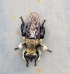 Laphria affinis