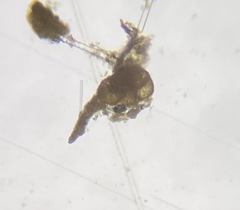 Trochammina inflata