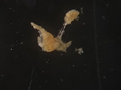 Trochammina inflata
