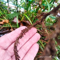 Achillea millefolium