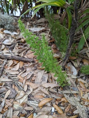 Asparagus densiflorus