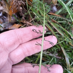 Achillea millefolium