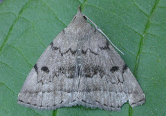 Zanclognatha dentata