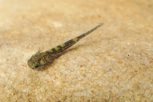 Small-mouthed Salamander