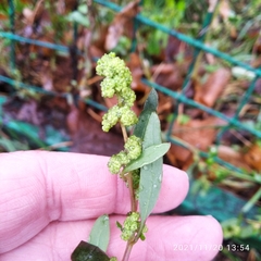 Chenopodium