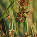 Sawgrasses - Photo (c) Thomas Wrbka, some rights reserved (CC BY-NC), uploaded by Thomas Wrbka
