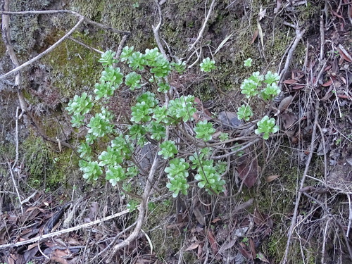 Aeonium spathulatum