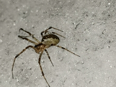 Pityohyphantes phrygianus