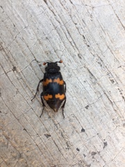 Nicrophorus mexicanus