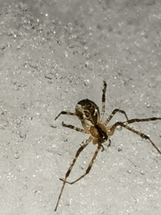 Pityohyphantes phrygianus