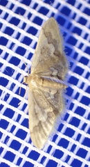 Idaea apoa