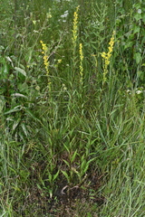 Solidago austrina