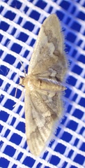 Idaea apoa