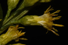 Solidago austrina