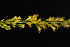 Solidago austrina