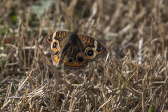 Junonia coenia