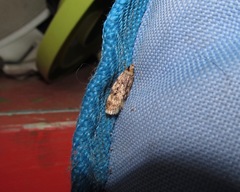 Barea exarcha
