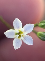 Gilia clokeyi