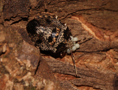Antiteuchus mixtus