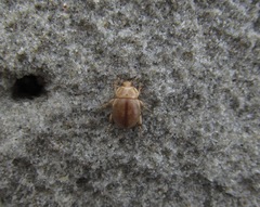 Chaerodes trachyscelides