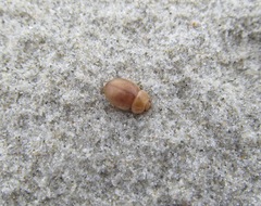 Chaerodes trachyscelides