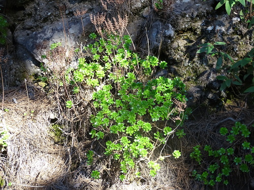 Aeonium spathulatum