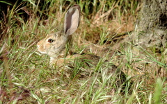 Lepus californicus