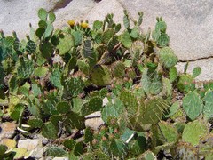 Opuntia engelmannii engelmannii