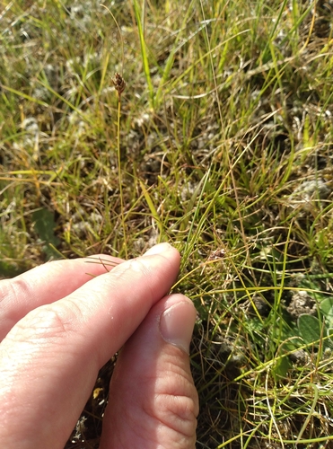 Image of Carex colensoi by (c) Joe Potter Butler, some rights reserved (CC BY)
