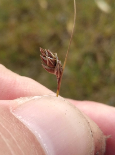 Image of Carex colensoi by (c) Joe Potter Butler, some rights reserved (CC BY)