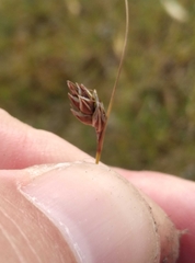Carex colensoi