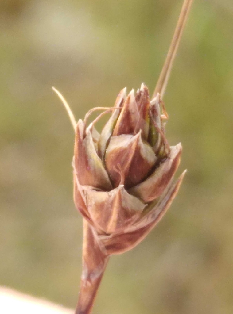 Carex sect. Inversae