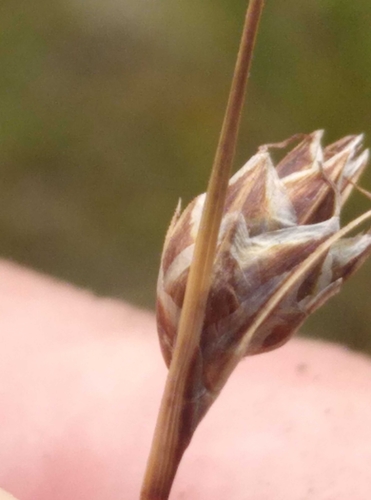 Image of Carex colensoi by (c) Joe Potter Butler, some rights reserved (CC BY)