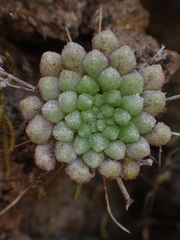 Monanthes brachycaulos image