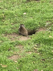 Otospermophilus beecheyi