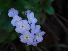 Myosotis latifolia image