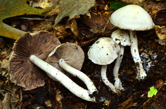 Psathyrella duchesnayensis