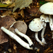 Psathyrella duchesnayensis - Photo (c) Christian Schwarz, some rights reserved (CC BY-NC), uploaded by Christian Schwarz