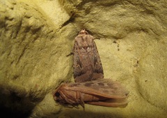 Proteuxoa tetronycha