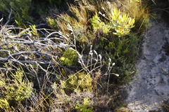 Gnidia imbricata