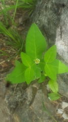 Euphorbia mercurialina