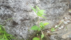 Euphorbia mercurialina