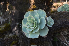 Aeonium aureum